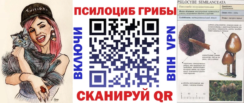 Псилоцибиновые грибы Psilocybe  Купить  Богучар 